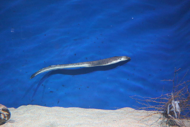 水族館魚図鑑 ホタテウミヘビ Ophichthus Altipennis 動物園 水族館に行こう