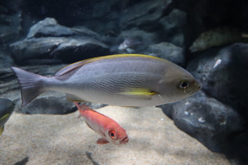 f:id:itsuwalove777:20200818221953j:plain