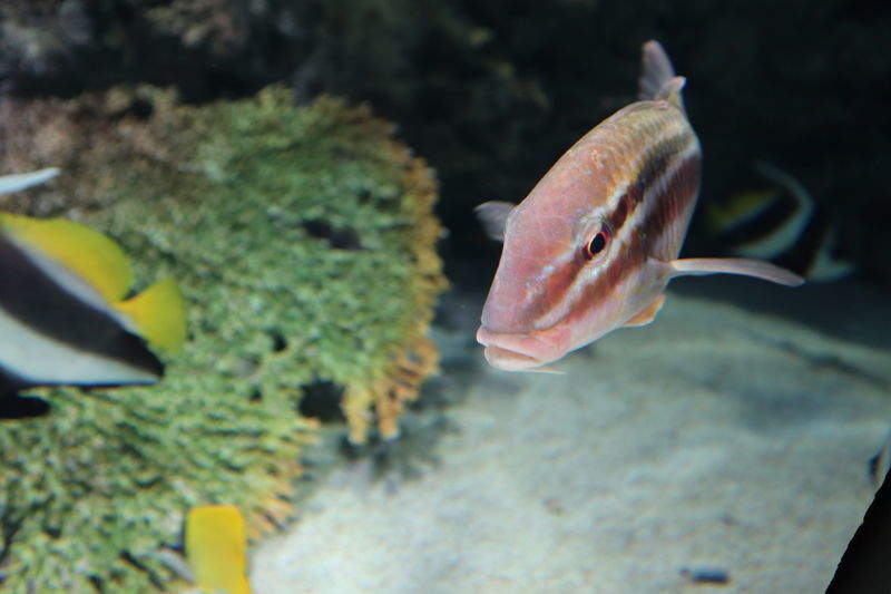 f:id:itsuwalove777:20200818222443j:plain f:id:itsuwalove777:20200818222443j:plain