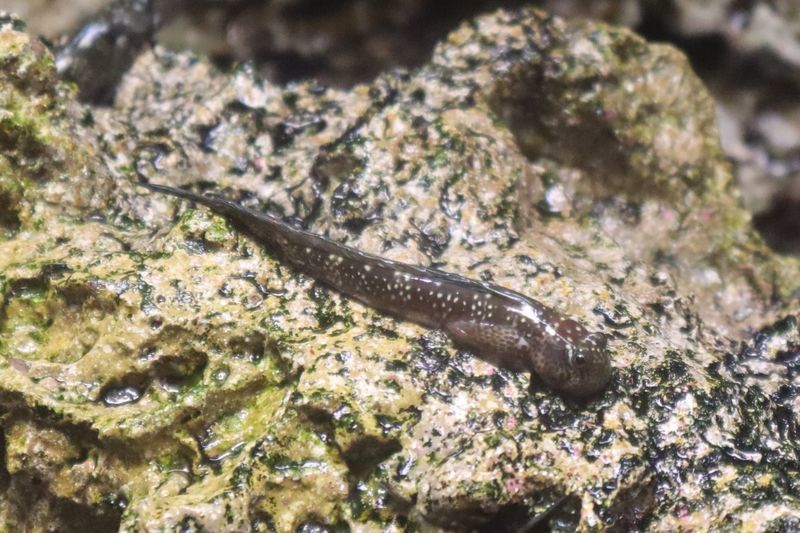 f:id:itsuwalove777:20200821013509j:plain f:id:itsuwalove777:20200821013509j:plain