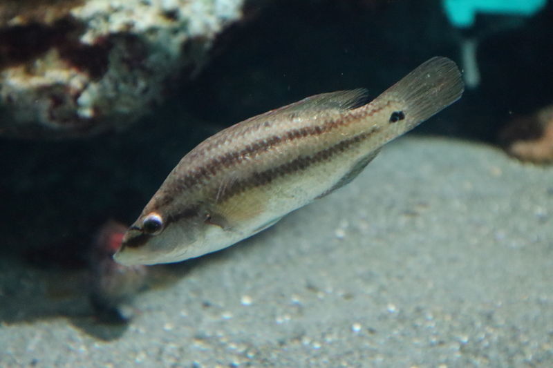 水族館魚図鑑-ピーコックラス(Symphodus tinca) - 動物園&水族館