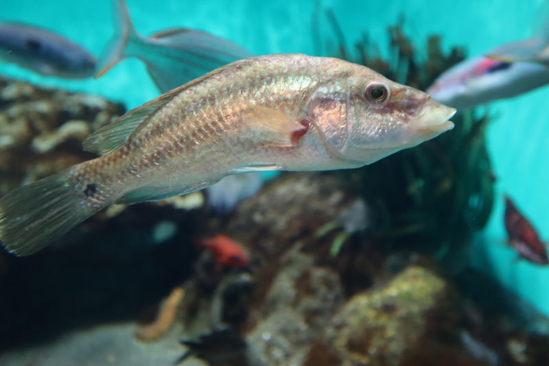 水族館魚図鑑-ピーコックラス(Symphodus tinca) - 動物園&水族館