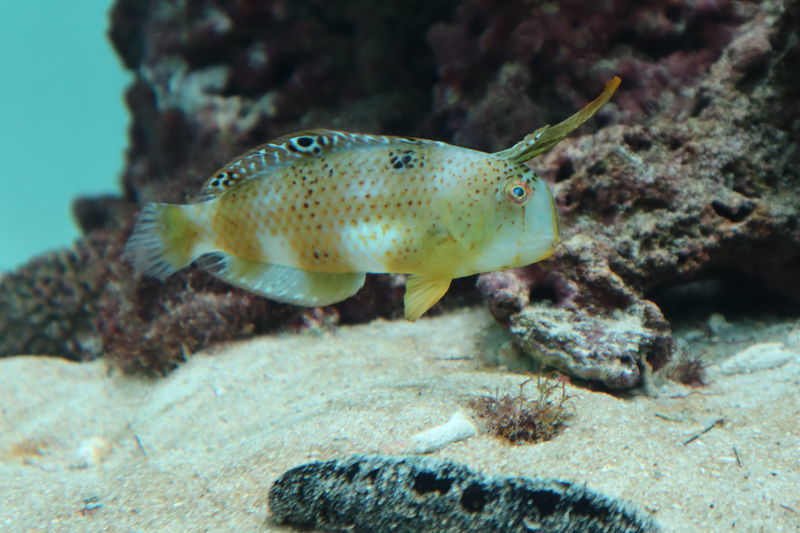 f:id:itsuwalove777:20200904110517j:plain f:id:itsuwalove777:20200904110517j:plain