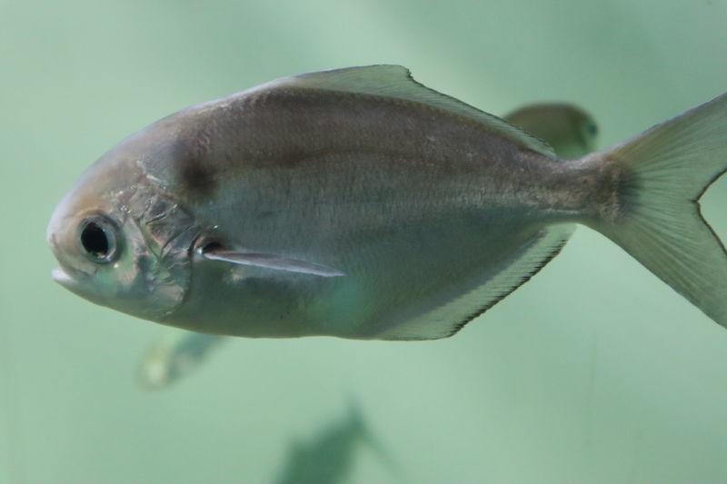 水族館魚図鑑-イボダイ(Psenopsis anomala) - 動物園&水族館に行こう！！