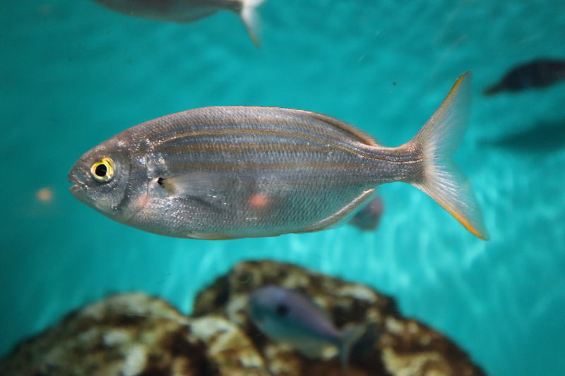 f:id:itsuwalove777:20200904121007j:plain f:id:itsuwalove777:20200904121007j:plain