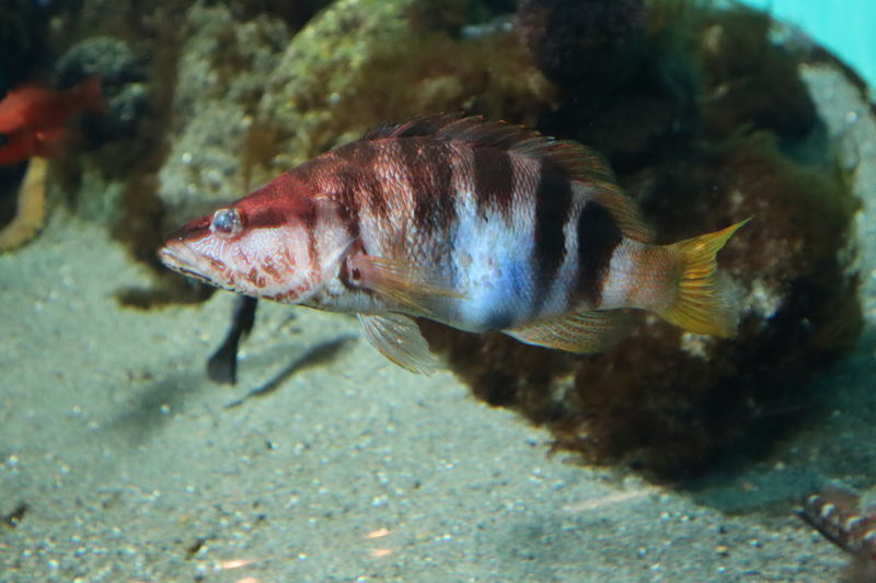 f:id:itsuwalove777:20200904122157j:plain f:id:itsuwalove777:20200904122157j:plain