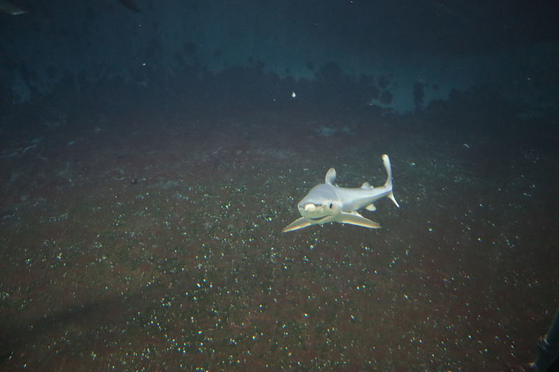 f:id:itsuwalove777:20200904122559j:plain f:id:itsuwalove777:20200904122559j:plain