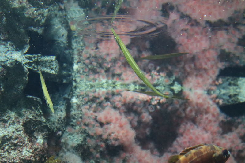 f:id:itsuwalove777:20200904123714j:plain