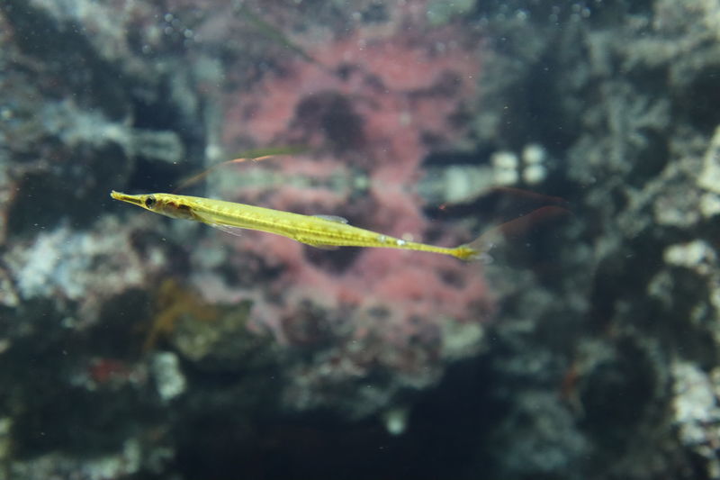 f:id:itsuwalove777:20200904123901j:plain