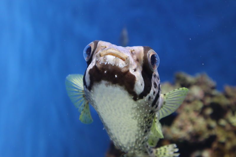 水族館魚図鑑 ヒトヅラハリセンボン Diodon Liturosus 動物園 水族館に行こう