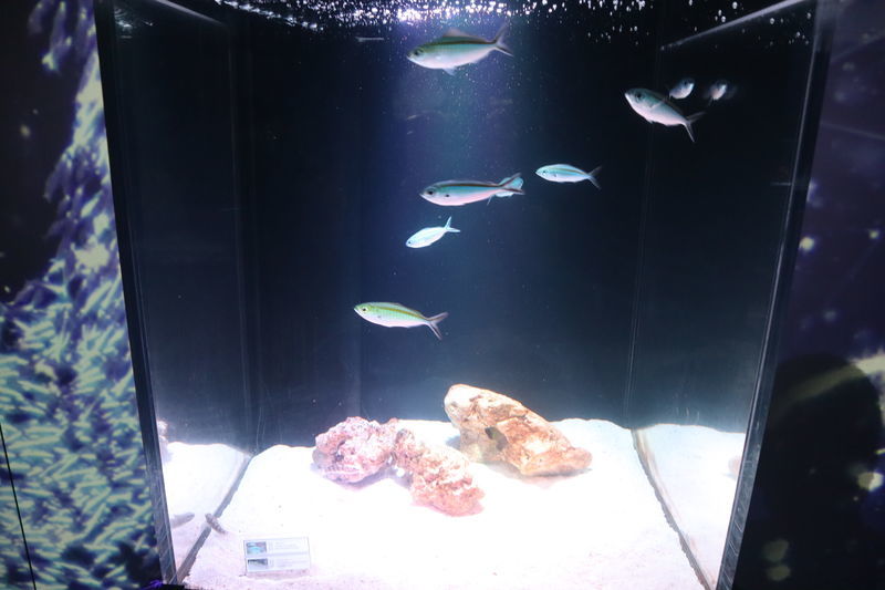 f:id:itsuwalove777:20200912193318j:plain f:id:itsuwalove777:20200912193318j:plain