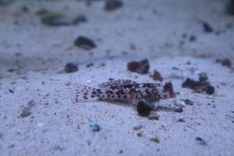 f:id:itsuwalove777:20200912193713j:plain f:id:itsuwalove777:20200912193713j:plain