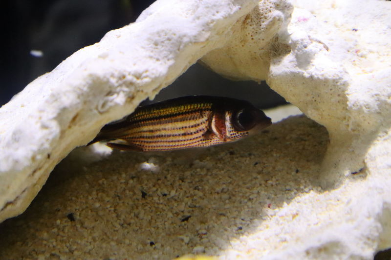 f:id:itsuwalove777:20200917213947j:plain f:id:itsuwalove777:20200917213947j:plain