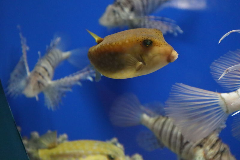 水族館魚図鑑 ハコフグ Ostracion Immaculatus 動物園 水族館に行こう