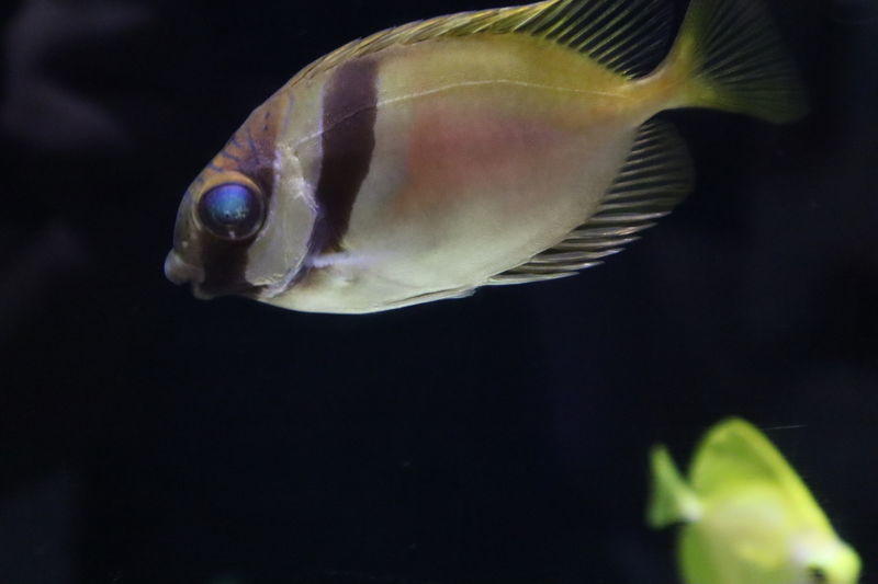 f:id:itsuwalove777:20200917215205j:plain f:id:itsuwalove777:20200917215205j:plain