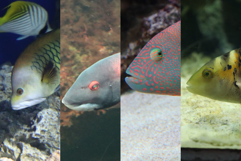 Gimpを使って複数枚の画像を1枚の画像に合成する方法の紹介 人生を加速させたい Gimpを使って複数枚の画像を1枚の画像に合成する方法の紹介 人生を加速させたい
