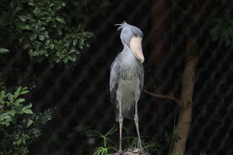 動物園鳥図鑑-ハシビロコウ(Balaeniceps rex) - 動物園&水族館に行こう！！