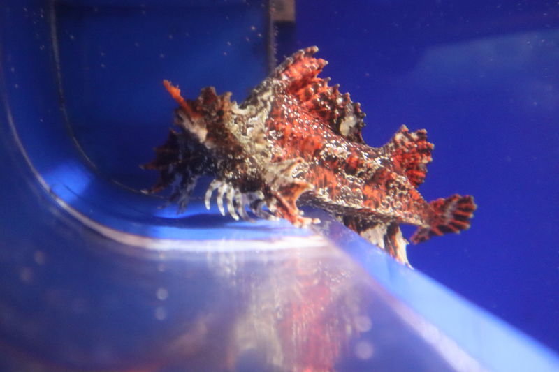 f:id:itsuwalove777:20201007233259j:plain