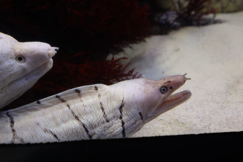 f:id:itsuwalove777:20201024191941j:plain f:id:itsuwalove777:20201024191941j:plain