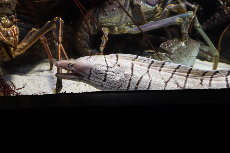 f:id:itsuwalove777:20201024191952j:plain f:id:itsuwalove777:20201024191952j:plain