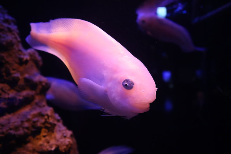 水族館魚図鑑-サケビクニン(Careproctus rastrinus) - 動物園&水族館に