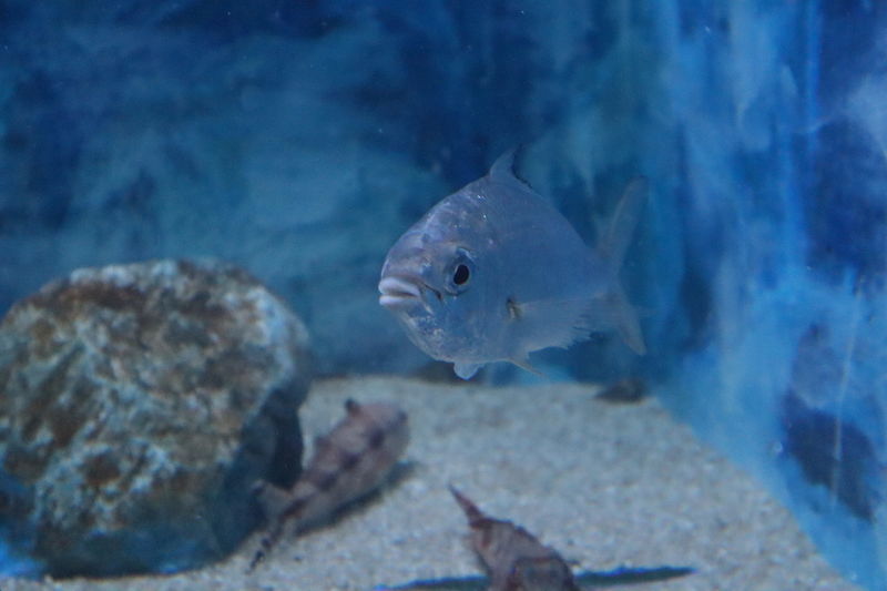 f:id:itsuwalove777:20201026035036j:plain f:id:itsuwalove777:20201026035036j:plain