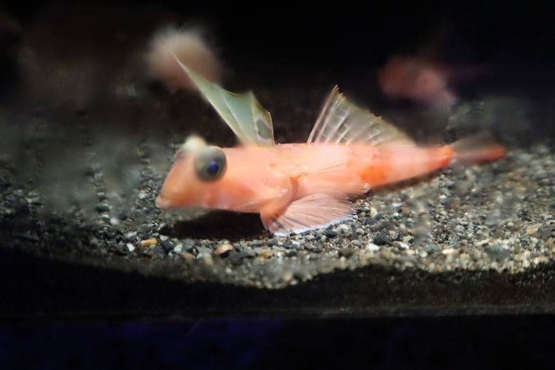水族館魚図鑑-ベニテグリ(Foetorepus altivelis) - 動物園