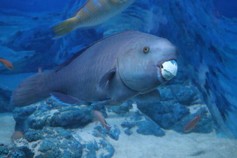 水族館魚図鑑 アオブダイ Scarus Ovifrons 動物園 水族館に行こう