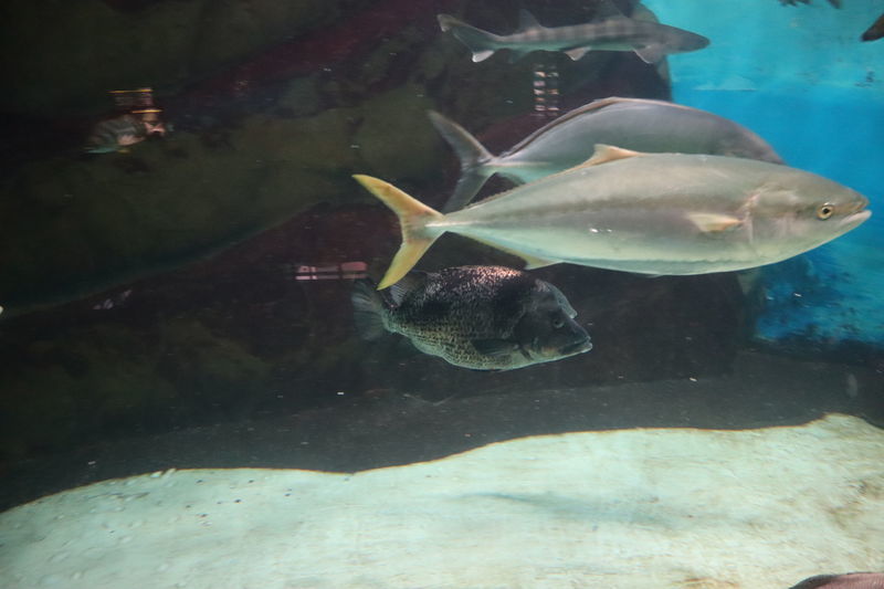 f:id:itsuwalove777:20201026041350j:plain