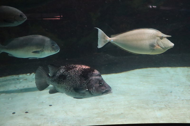 f:id:itsuwalove777:20201026041414j:plain