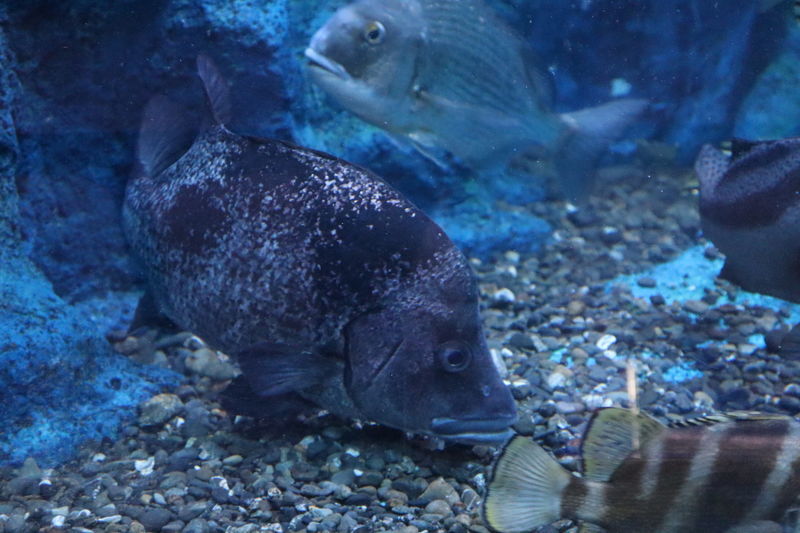 f:id:itsuwalove777:20201026041427j:plain