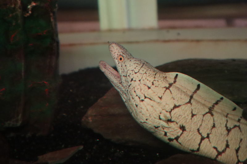 f:id:itsuwalove777:20201029012114j:plain f:id:itsuwalove777:20201029012114j:plain