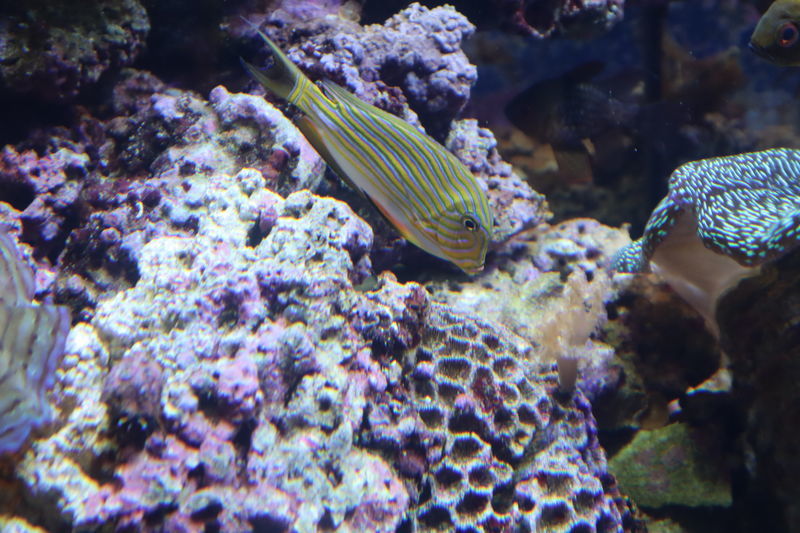 水族館魚図鑑 ニジハギ Acanthurus Lineatus 動物園 水族館に行こう 水族館魚図鑑 ニジハギ Acanthurus Lineatus 動物園 水族館に行こう
