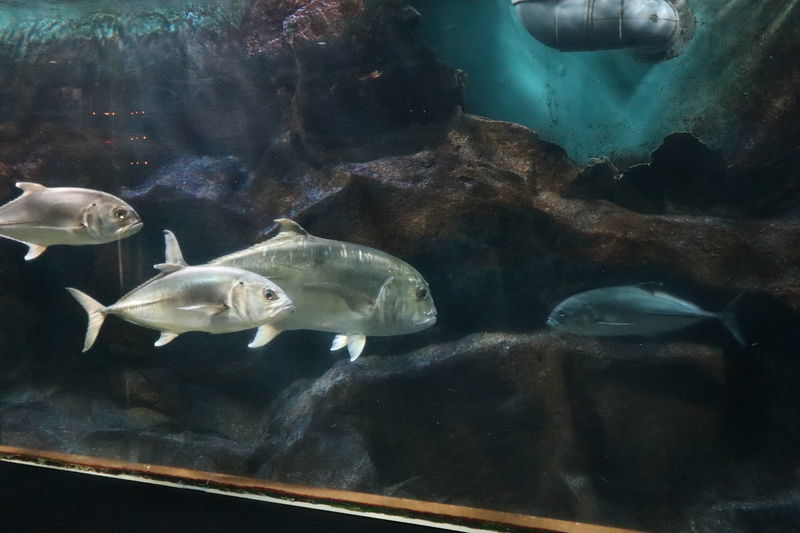 水族館魚図鑑 ギンガメアジ Caranx Sexfasciatus 動物園 水族館に行こう