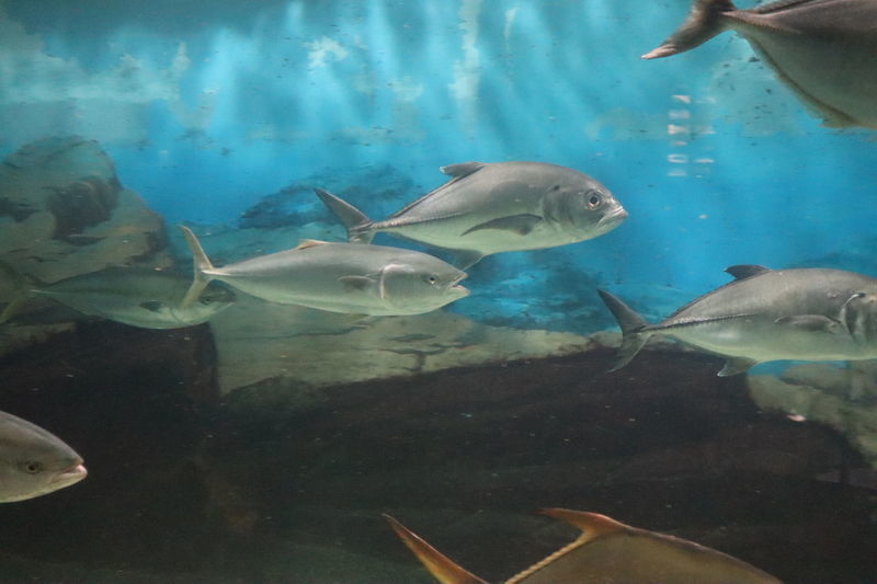 水族館魚図鑑 ギンガメアジ Caranx Sexfasciatus 動物園 水族館に行こう