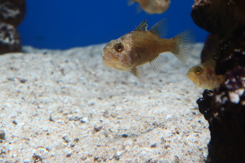 水族館魚図鑑 ミヤコイシモチ Ostorhinchus Ishigakiensis 動物園 水族館に行こう
