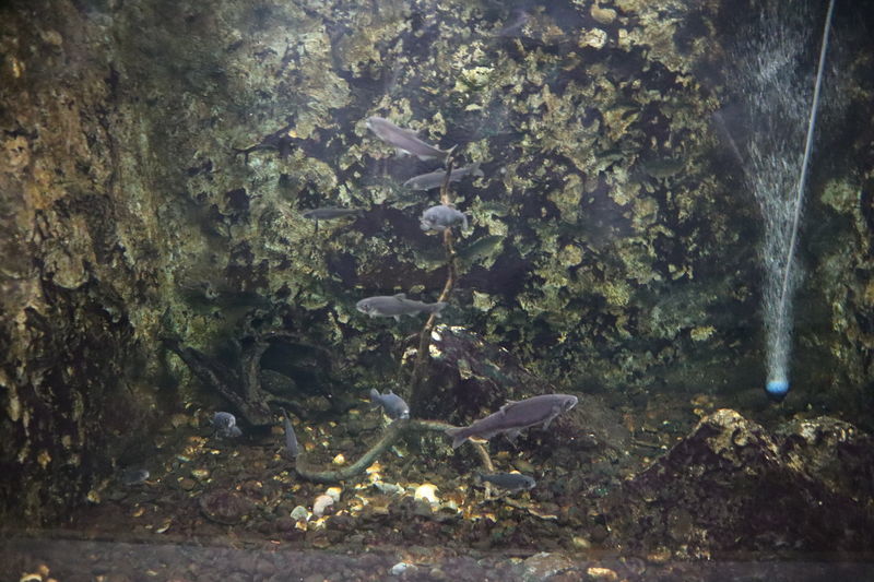 f:id:itsuwalove777:20201102150107j:plain f:id:itsuwalove777:20201102150107j:plain