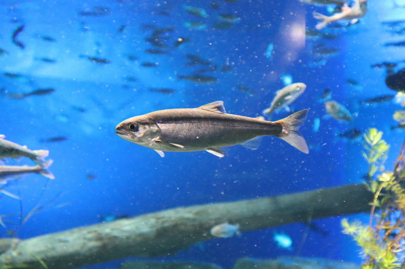 f:id:itsuwalove777:20201102150527j:plain f:id:itsuwalove777:20201102150527j:plain