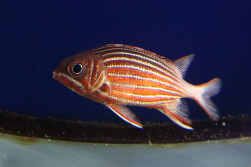 f:id:itsuwalove777:20201104162356j:plain