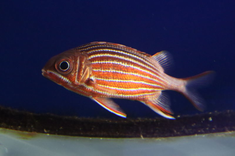 f:id:itsuwalove777:20201104162410j:plain