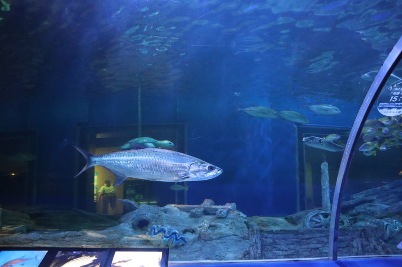 アトランティックターポン　22センチ前後　ターポン 水族館魚図鑑-ターポン(Megalops atlanticus) - 動物園&水族館に行こう！！