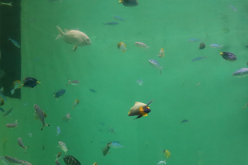 水族館魚図鑑 アデヤッコ Pomacanthus Xanthometopon 動物園 水族館に行こう