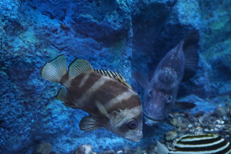 f:id:itsuwalove777:20201113230145j:plain