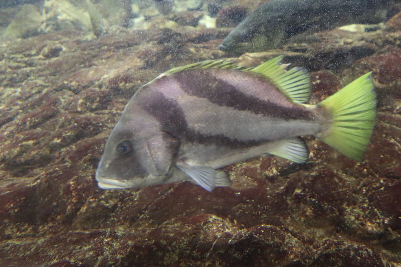 f:id:itsuwalove777:20201114001205j:plain