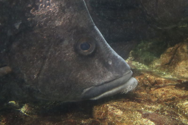 f:id:itsuwalove777:20201114001333j:plain