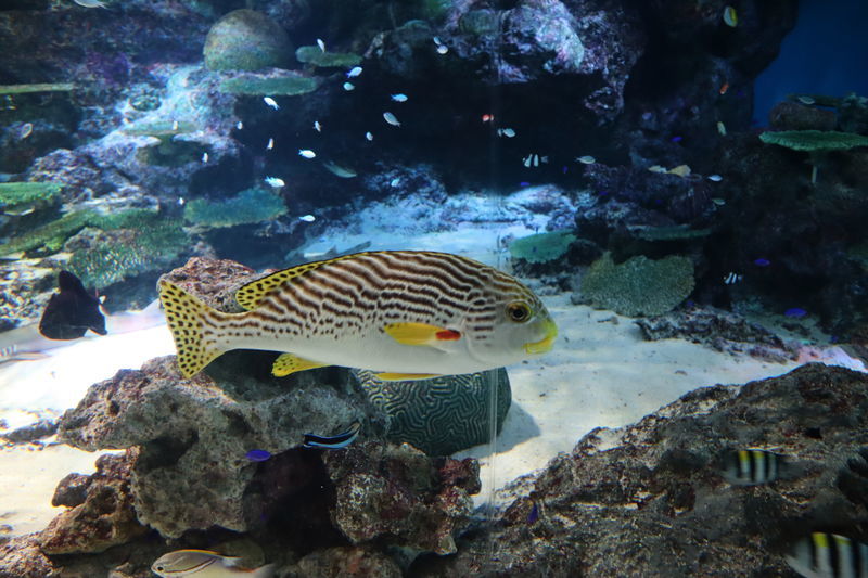 f:id:itsuwalove777:20201116033111j:plain