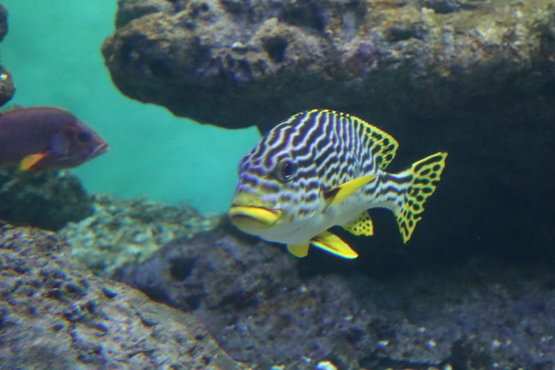 f:id:itsuwalove777:20201116033404j:plain