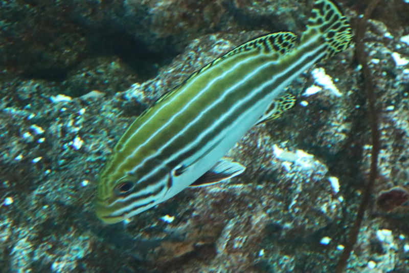 f:id:itsuwalove777:20201116170932j:plain