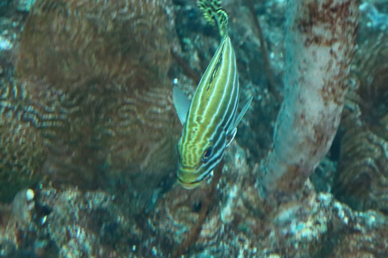 f:id:itsuwalove777:20201116171027j:plain