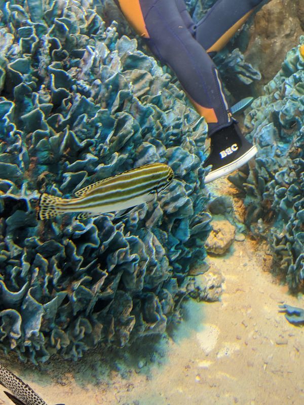 f:id:itsuwalove777:20201116171102j:plain